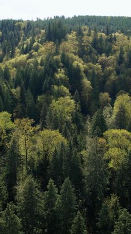 Die verfluchte stumme Braut des Alphas episode 60