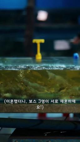 이혼했더니, 보스 3명이 서로재혼하재요! episode 1