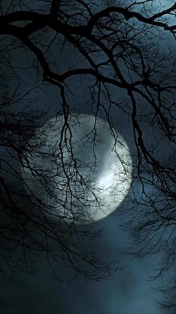 เจ้าสาวเงียบของอัลฟ่า ที่ถูกสาป episode 55