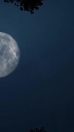 雙世萌寶 episode 54