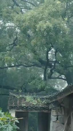 一人不入廟 episode 86