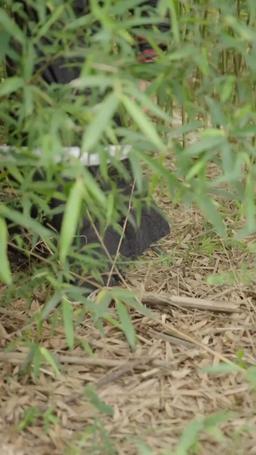 替嫁當寡婦，我贏麻了 episode 35