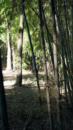 廢子奪嫡之強龍歸來 episode 37