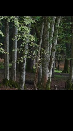Dagger Kiss: Enchanted Forest episode 15