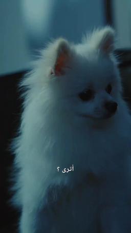 الثعلب ذو الذيول التسعة episode 44