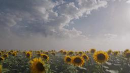 The Sun That Fell episode 15